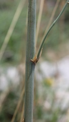 Asparagus tenuifolius