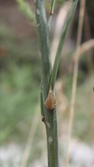 Asparagus tenuifolius