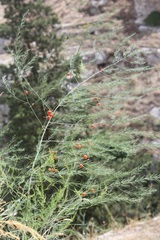Asparagus tenuifolius