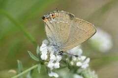 Satyrium acaciae