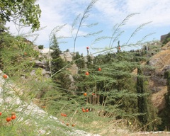 Asparagus tenuifolius