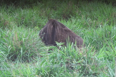 Myrmecophaga tridactyla