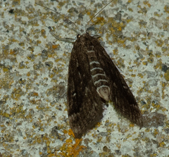 Parapoynx stratiotata