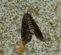 Parapoynx stratiotata