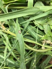 Eysarcoris guttigerus