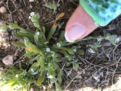 Plagiobothrys pringlei