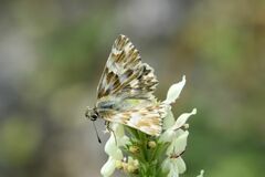 Muschampia lavatherae