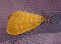 Lymantriinae