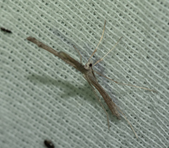 Pterophoridae