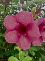 Allamanda blanchetii