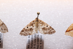 Eufidonia notataria