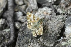 Muschampia lavatherae