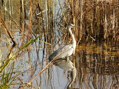 Ardea cinerea