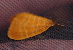 Lymantriinae