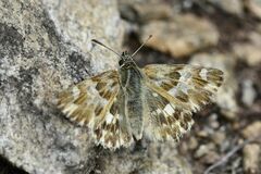 Muschampia lavatherae