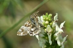 Muschampia lavatherae