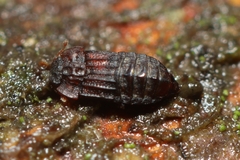 Micropeplus
