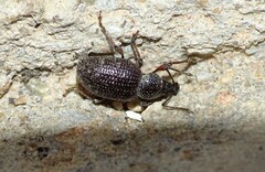 Otiorhynchus cribricollis