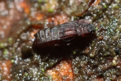 Micropeplus