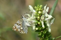 Muschampia lavatherae