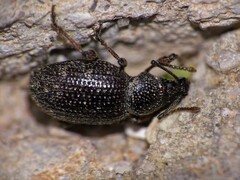 Otiorhynchus cribricollis