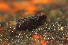 Micropeplus