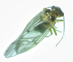Peripsocus madidus