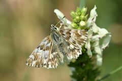 Muschampia lavatherae