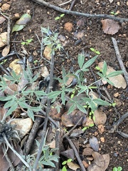 Vitex agnus-castus