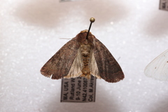 Eriopygini