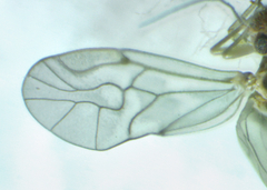 Peripsocus madidus