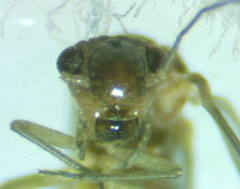 Peripsocus madidus