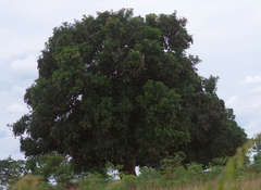 Mangifera indica