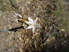 Asphodelus
