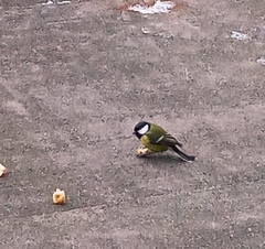 Parus major