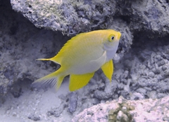 Amblyglyphidodon aureus