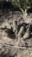 Echinocereus engelmannii