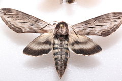 Sphinx poecila
