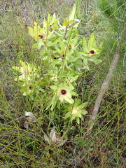 Leucadendron pubibracteolatum