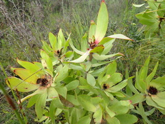 Leucadendron pubibracteolatum