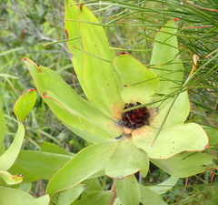 Leucadendron pubibracteolatum