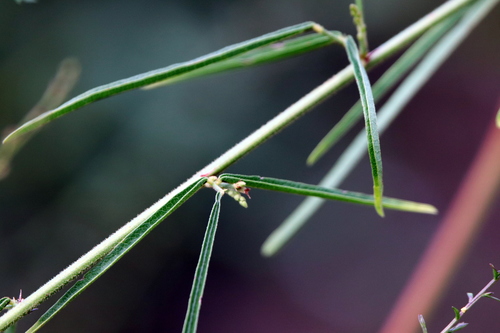 Image of Desmodium strictum by (c) Lauren McLaurin, some rights reserved (CC BY)