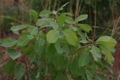 Magnoliopsida
