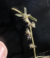 Ditaxis serrata