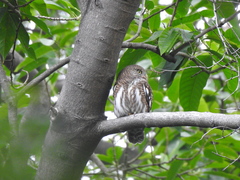 Glaucidium cuculoides