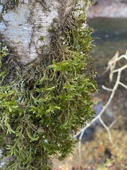 Forsstroemia trichomitria