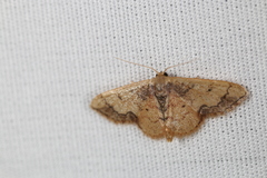 Idaea kendallaria
