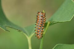 Zerynthia polyxena
