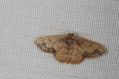 Idaea kendallaria