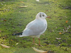 Chroicocephalus ridibundus